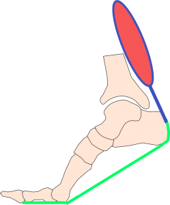 plantar-fascia-windlass-mechanism-and-the-affect-of-the-achilles-tendon